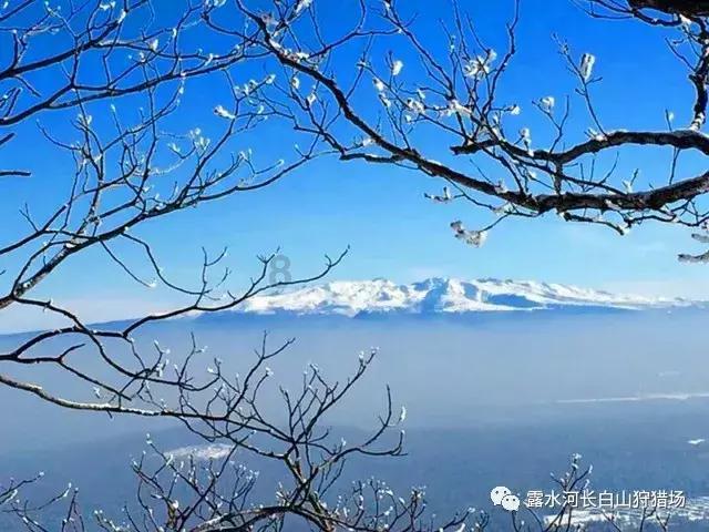 吃水果的蛇