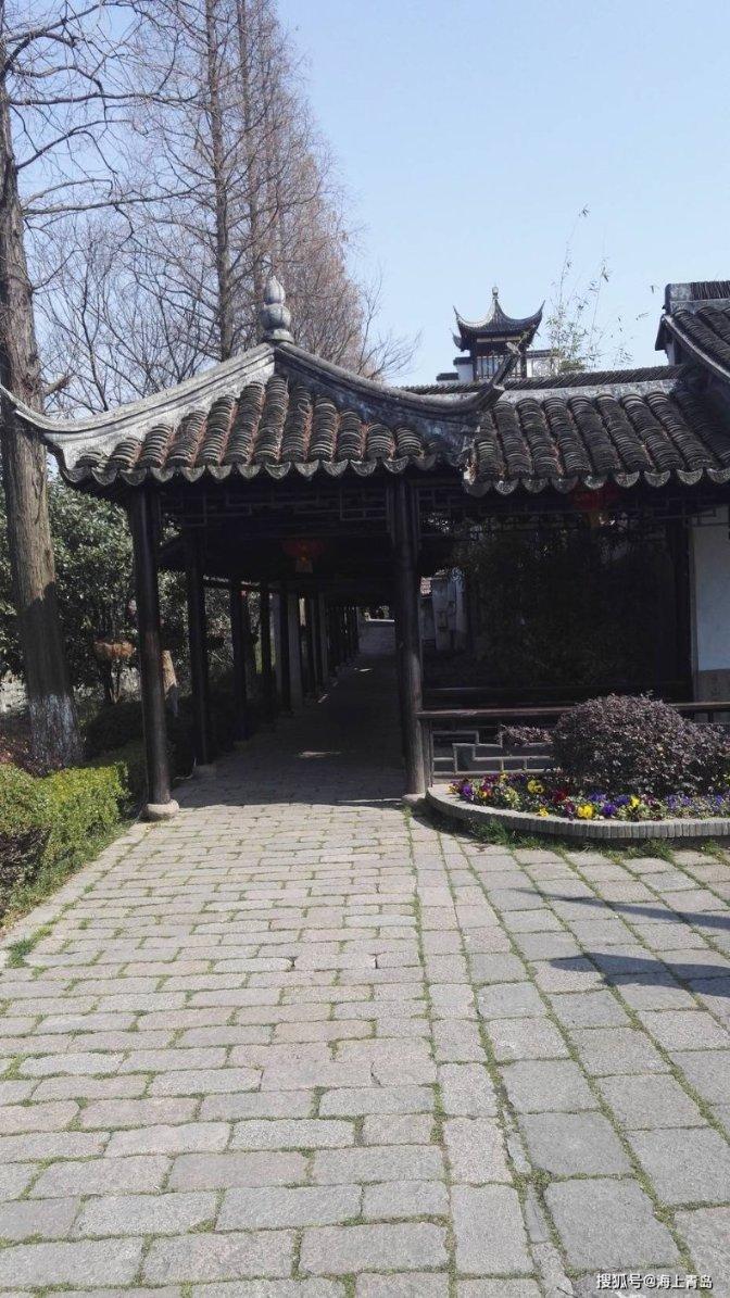 黑颈鹤在阳光下觅食神态悠闲惹人关注
